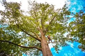 Best Tree Mulching  in Woods Creek, WA