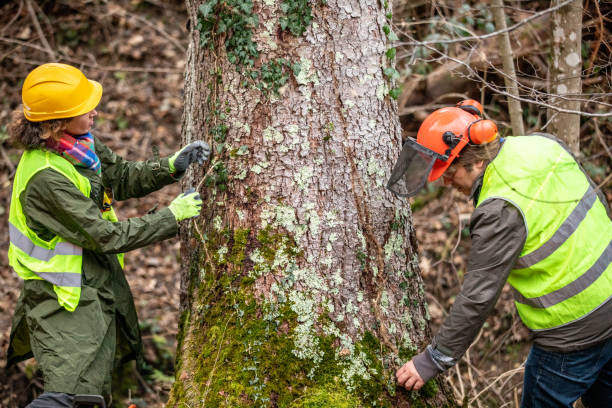 Best Leaf Removal  in Woods Creek, WA