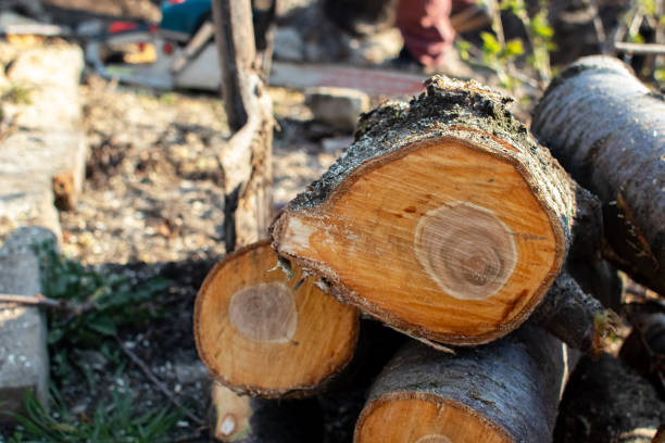 Best Tree Trimming and Pruning  in Woods Creek, WA