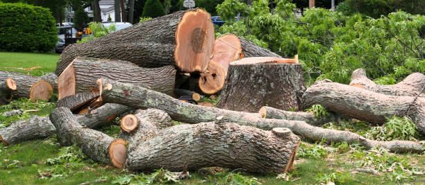 Best Lot and Land Clearing  in Woods Creek, WA