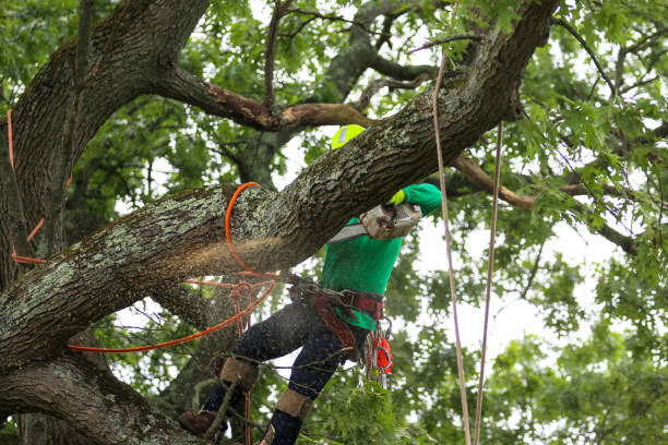 Best Tree and Shrub Care  in Woods Creek, WA