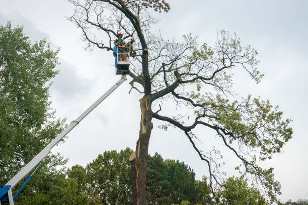 Trusted Woods Creek, WA Tree Care Experts