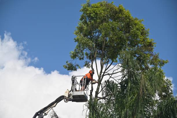 Best Pest Control for Lawns  in Woods Creek, WA