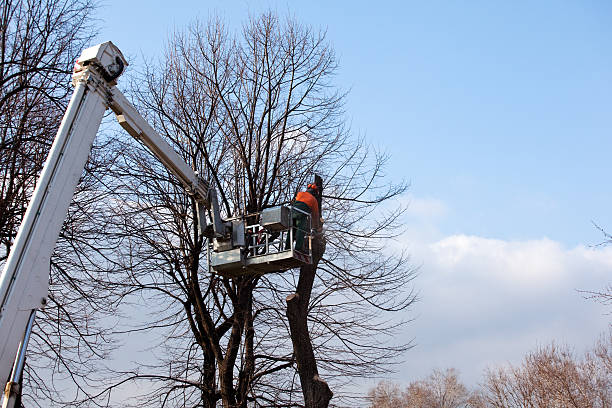 Best Tree Maintenance Programs  in Woods Creek, WA
