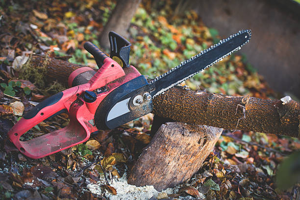 How Our Tree Care Process Works  in  Woods Creek, WA