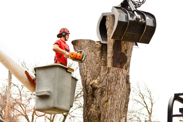 How Our Tree Care Process Works  in  Woods Creek, WA